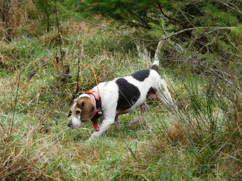 Chien avec collier de repérage