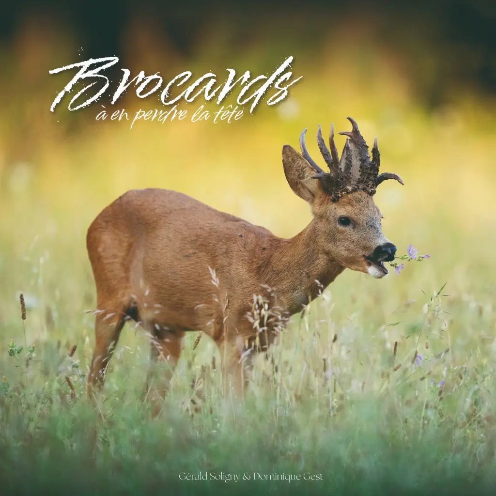 Brocards à en perdre la tête